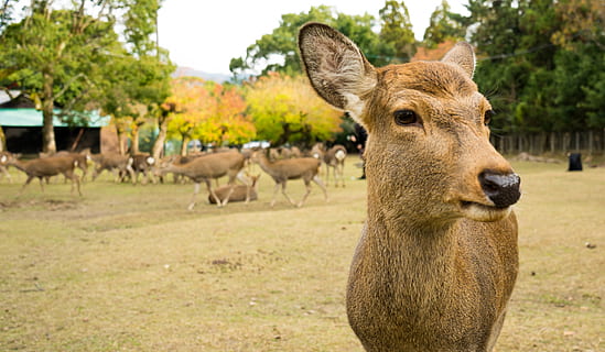 brown doe on grass field, deer, animal, wildlife, mammal, elk HD wallpaper
