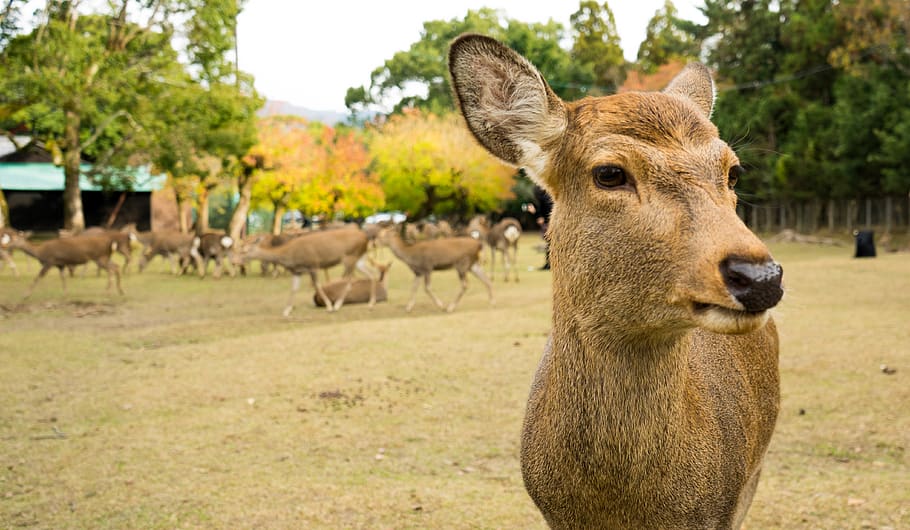 brown doe on grass field, deer, animal, wildlife, mammal, elk HD wallpaper