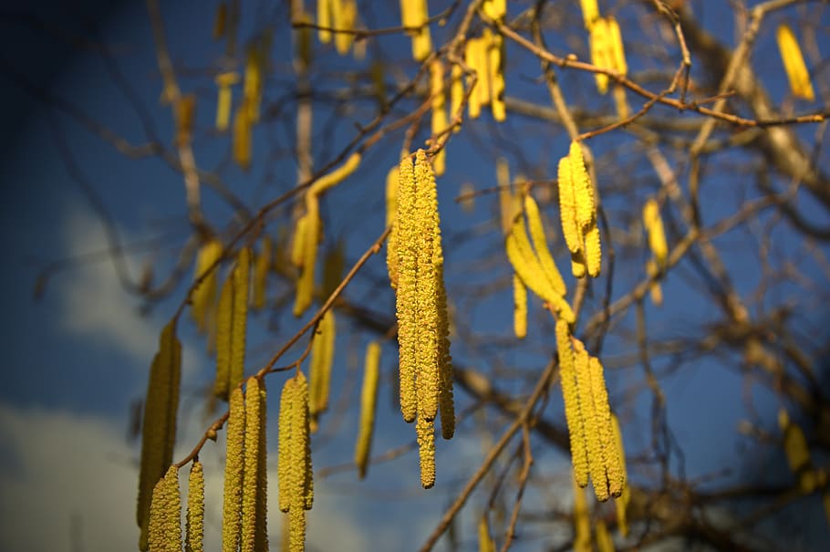 hazelnut, flowers, kitten, inflorescence, betulaceae, birch greenhouse HD wallpaper