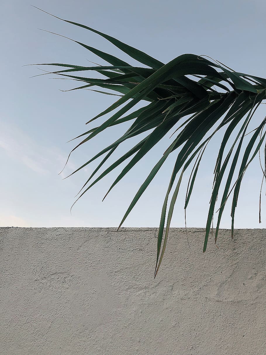 Green Palm Leaf over White Concrete, clouds, daylight, wall, sky HD wallpaper