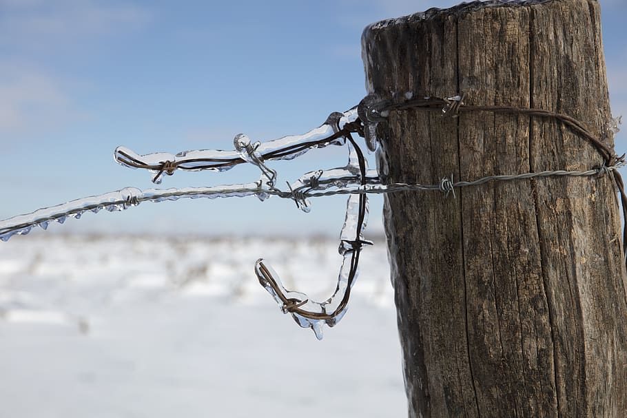 gray metal wire covered with frozen water, barbed wire, animal, HD wallpaper