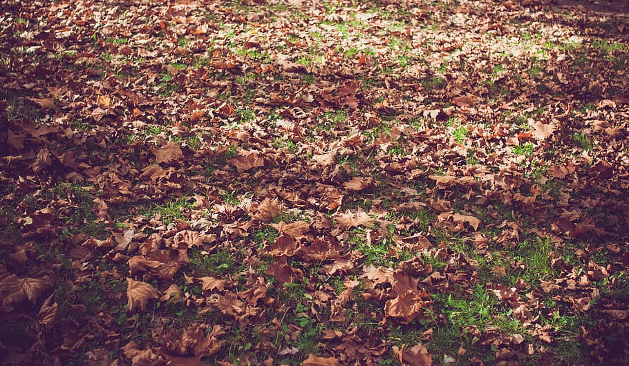 Leaves the ground. Withered Leaf Minimal.