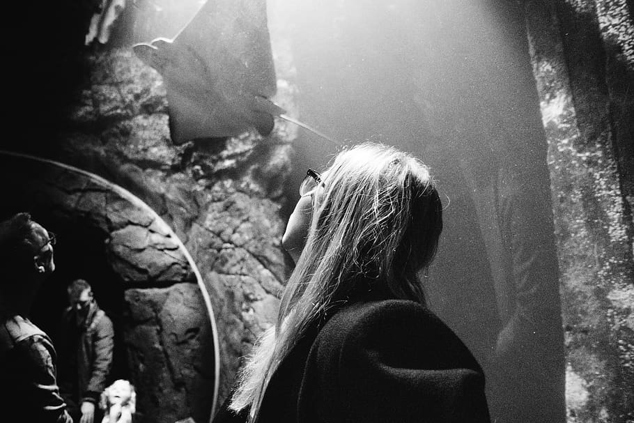 netherlands, arnhem, light, water, zoo, animals, seeing, people HD wallpaper