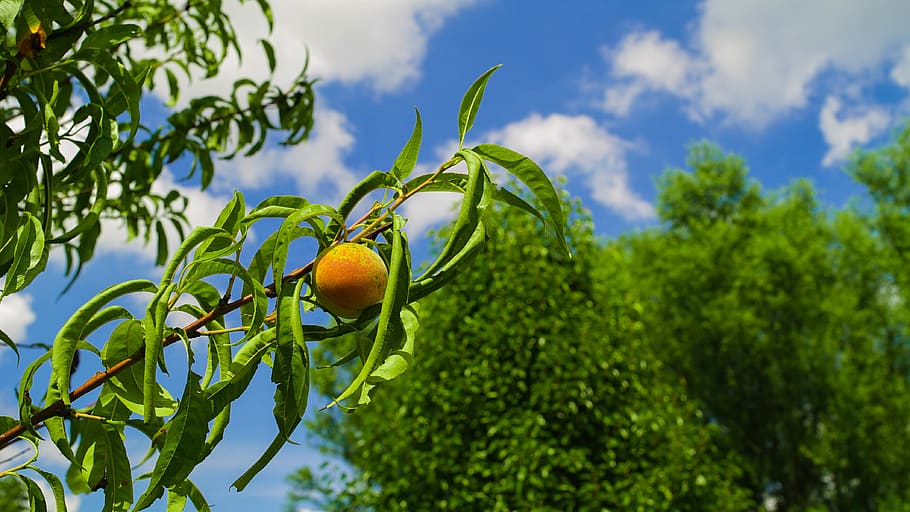 peach, tree, sky, green, fruit, food and drink, plant, healthy eating HD wallpaper