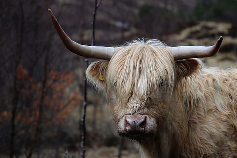 brown longhorn, animal, mammal, bull, arm, ardgay, united kingdom HD wallpaper