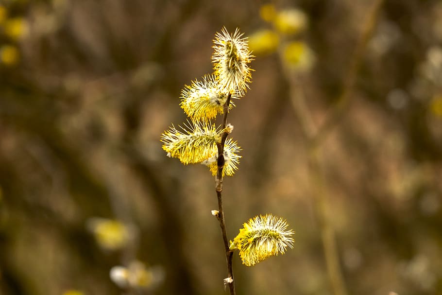 barka, willow flower, open, branch, branches, willow types HD wallpaper