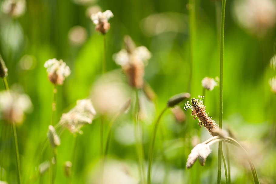 grass, meadow, spring, plant, architecture, green, field, landscape HD wallpaper
