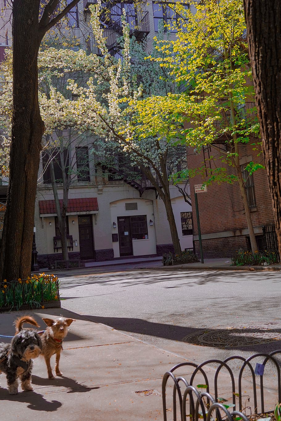 plant, tree, tree trunk, mammal, pet, animal, dog, canine, campus HD wallpaper