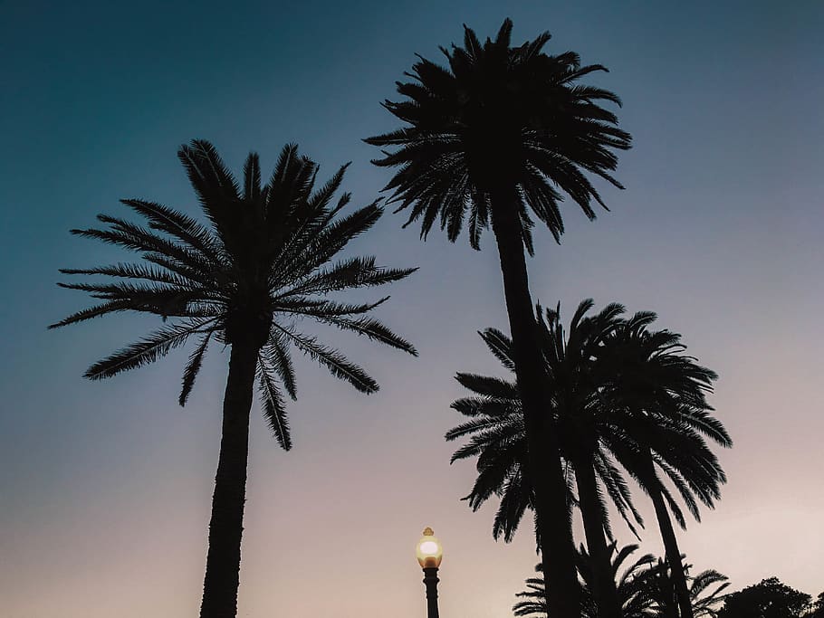 venice, trees, palm trees, sunset, california, tropical climate HD wallpaper