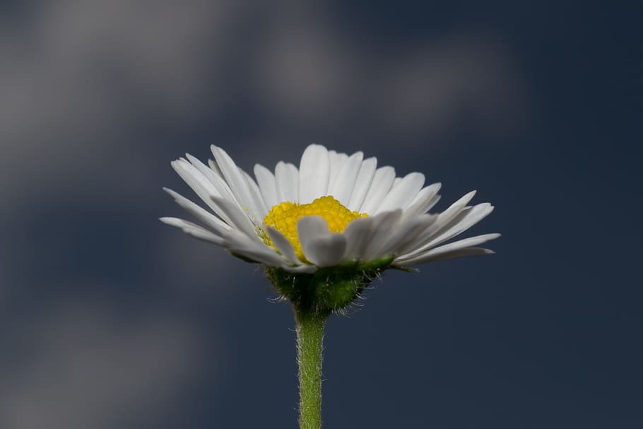 daisy, flower, nature, spring, blossom, bloom, summer, white HD wallpaper