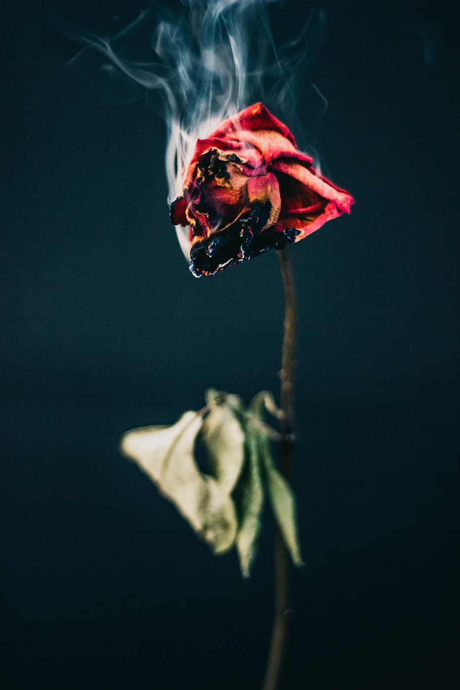 Burning rose, fire, HD phone wallpaper | Peakpx