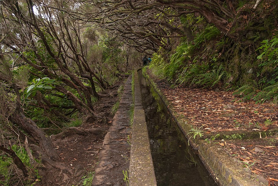 madeira, hiking, levada, irrigation, trail, heathers heathers HD wallpaper