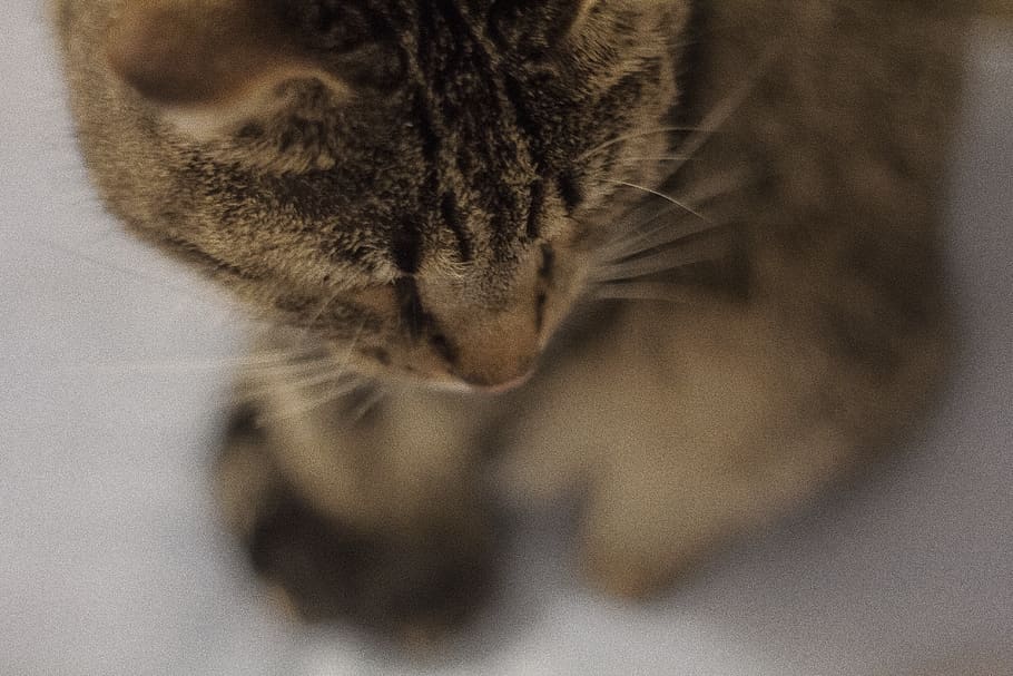 cat, animal, cute, focus, domestic cat, one animal, animal themes HD wallpaper
