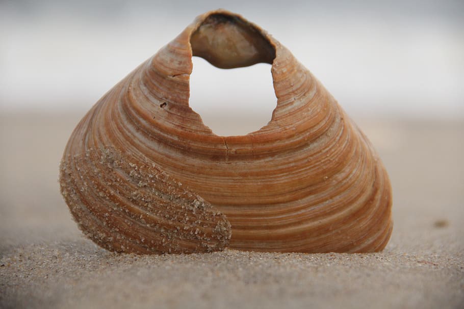 Brown Seashell On Sand, beach, close-up, selective focus, no people HD wallpaper