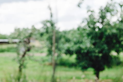 Blurred garden, abstract, backdrop, background, beautiful, bokeh HD wallpaper