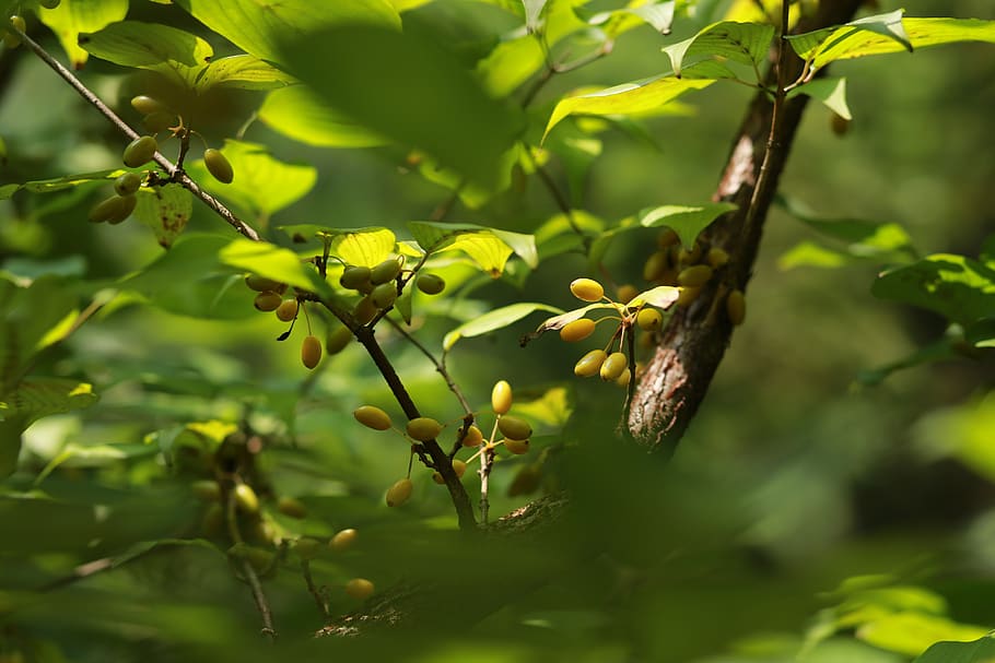 fruit, nature, leaf, autumn, plants, wood, nutty, growth, beauty in nature HD wallpaper