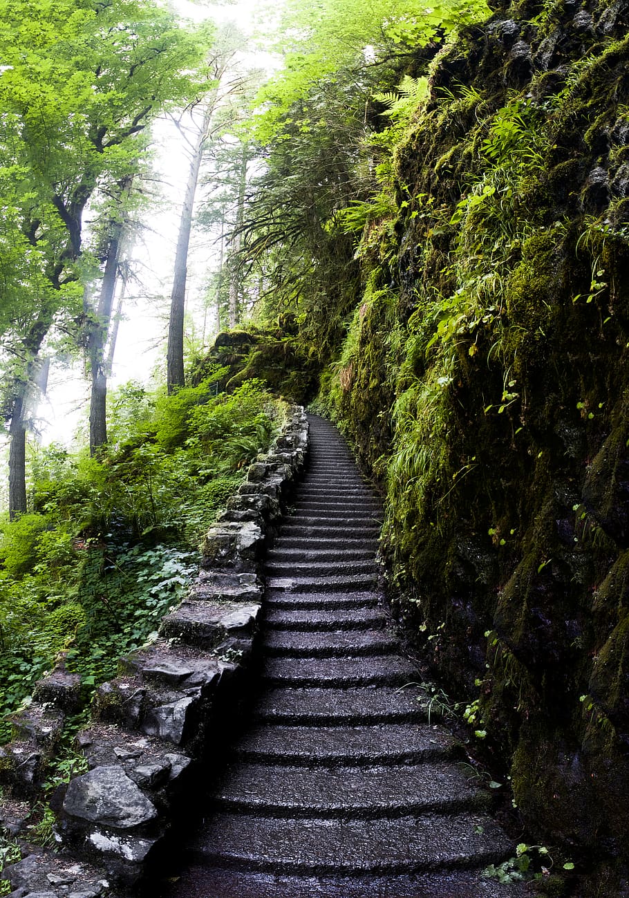 united states, silver falls, green, stairs, wet, lake, calm, HD wallpaper