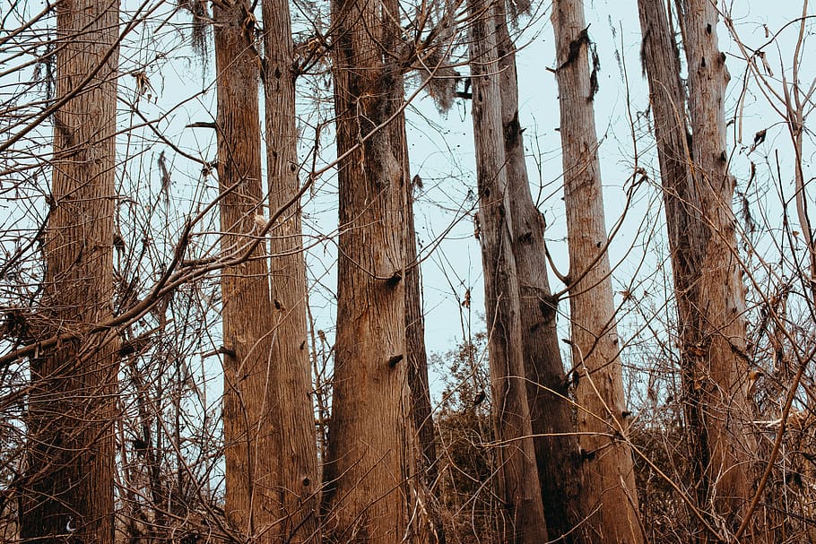 tree, plant, tree trunk, clutter limbs, blue, sky, brown, orange tin HD wallpaper