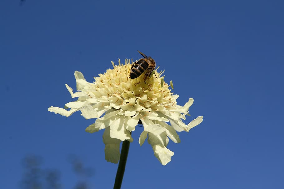 blossom, bloom, flower, bee, insect, blue, yellow, flowering plant HD wallpaper
