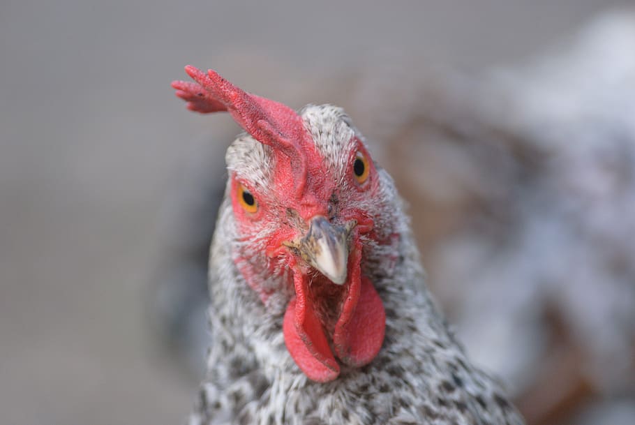 pen, backyard, hen, white, black, poultry, animal, low court HD wallpaper