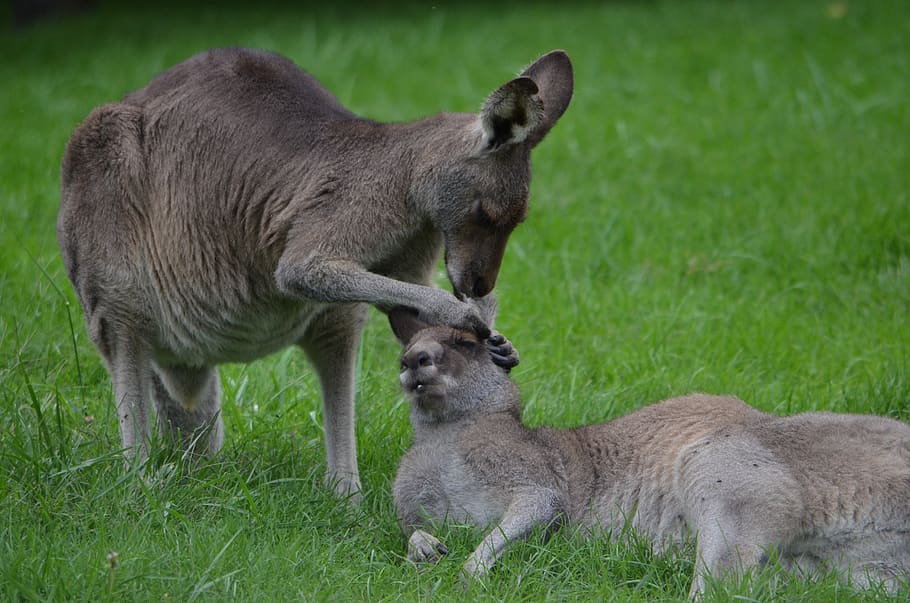 kangaroo, care, cleaning, ear, parent, mother, baby, offspring