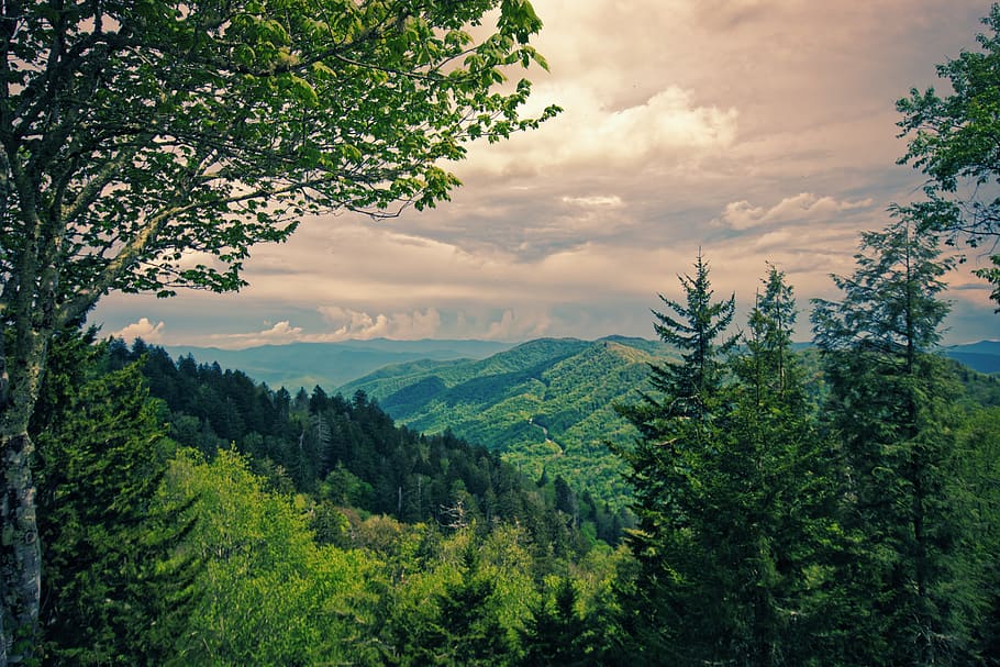 forest, view, landscape, nature, trees, mood, sky, panorama