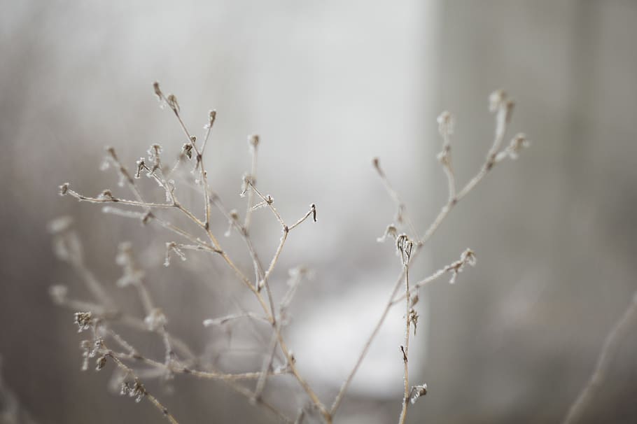 plant, winter, cold, ice, nature, macro, close up, focus on foreground HD wallpaper
