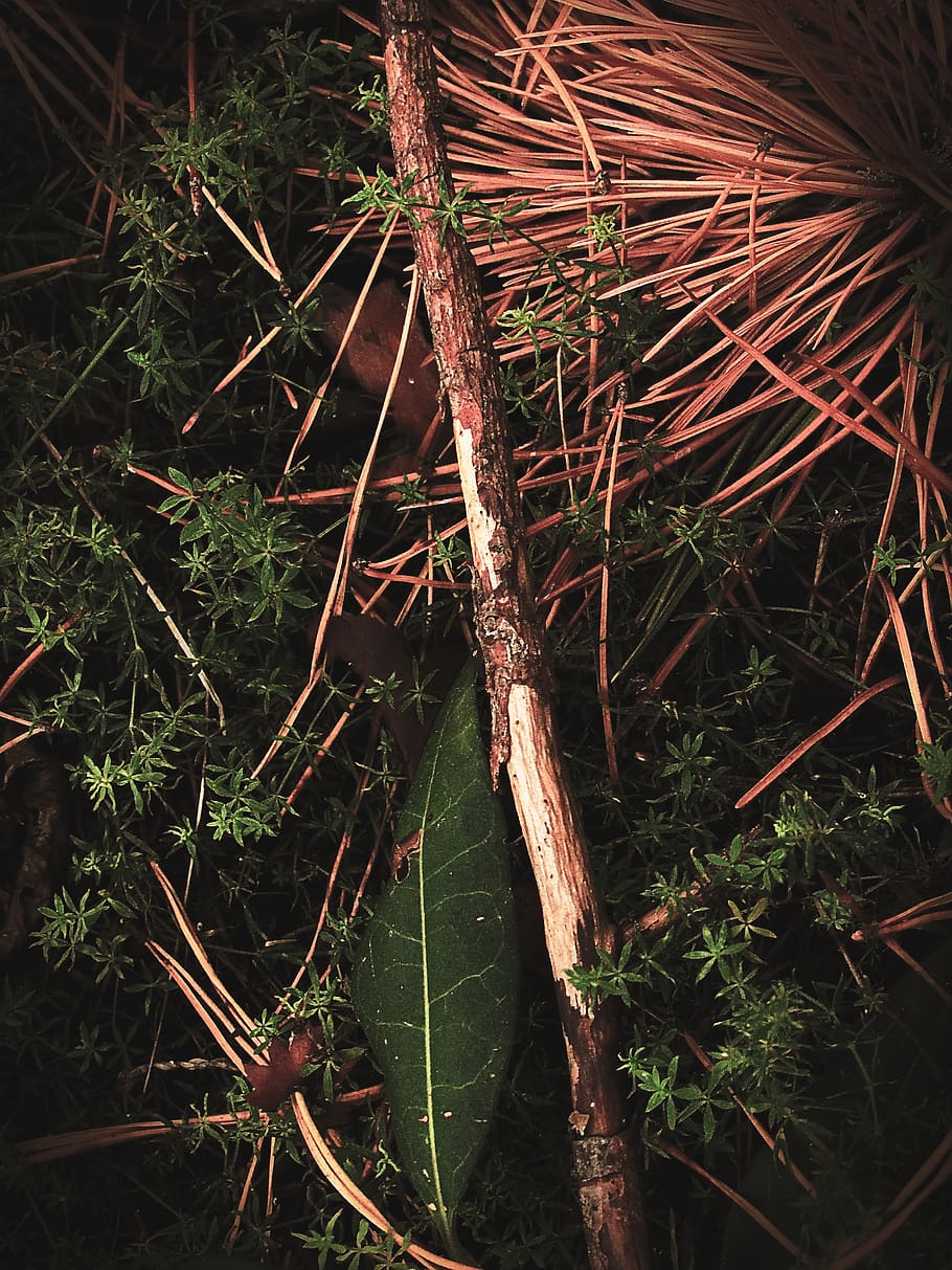 stick, forest, grass, ground, leaves, tree bark, needles, plant