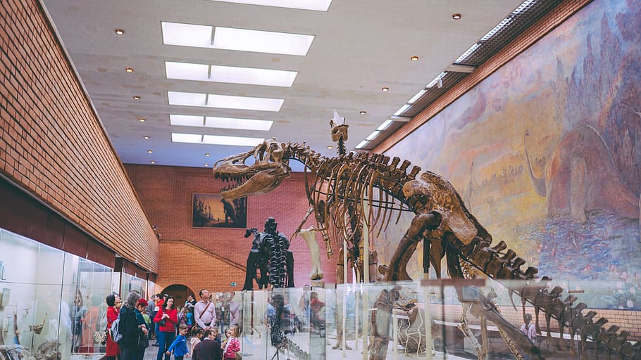 people standing near dinosaur skeleton, reptile, animal, human, HD wallpaper