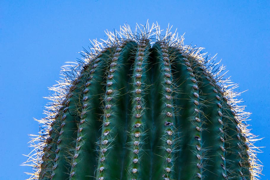 united states, arizona, macro, favs, cactus, beauty, plant, HD wallpaper