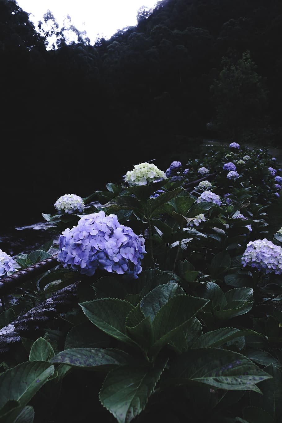 beautiful dark forest flower