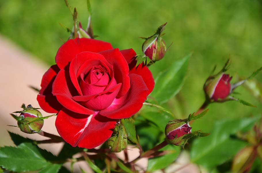 rose, flower, spring, summer, floral, leaf, nature, green, blossom HD wallpaper