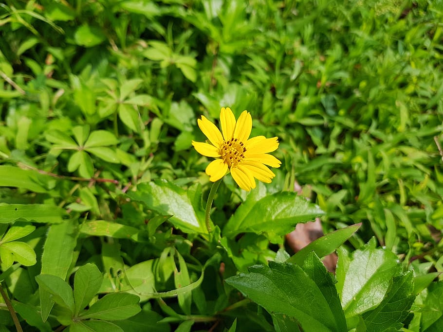 edited, flower, yellow, green, grass, landscape, nature, natural HD wallpaper