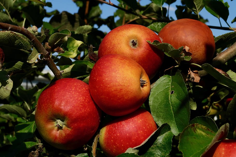 apple, fruit, red, ripe, harvest, food, nature, autumn, nutrition HD wallpaper