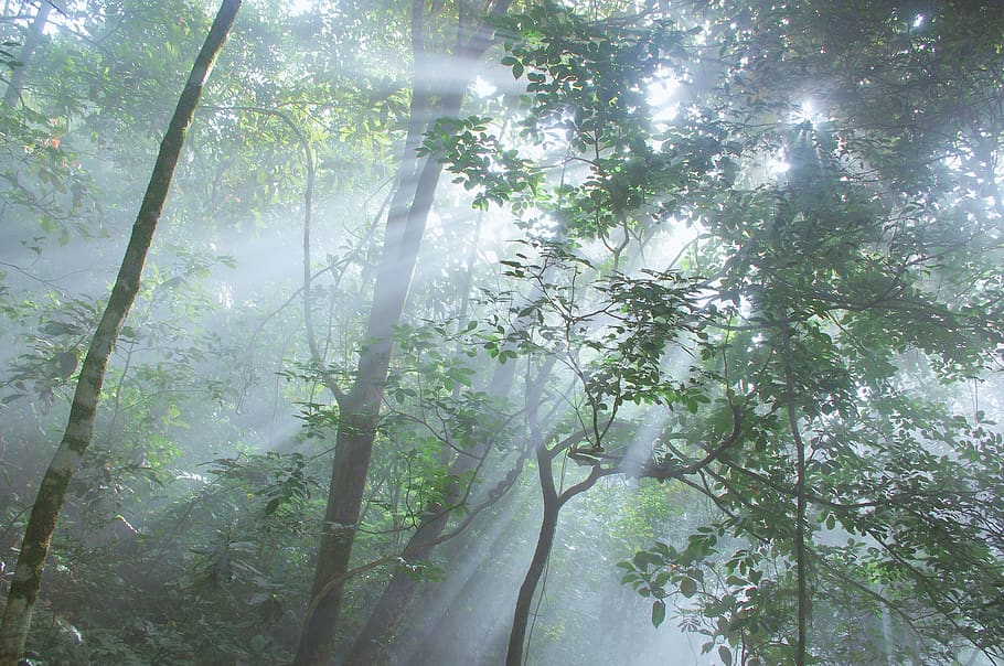 tree, light rays, forest, woods, hiking, adventure, hope, lights HD wallpaper