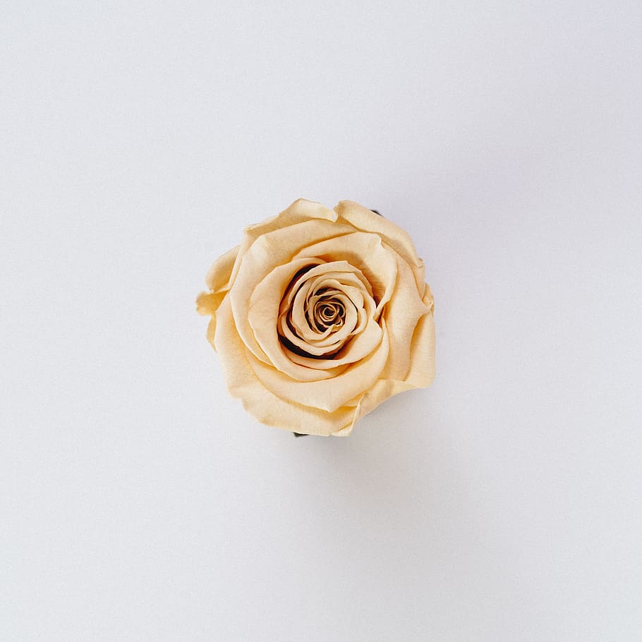 yellow rose flower, blossom, plant, petal, bud, sprout, accessories HD wallpaper