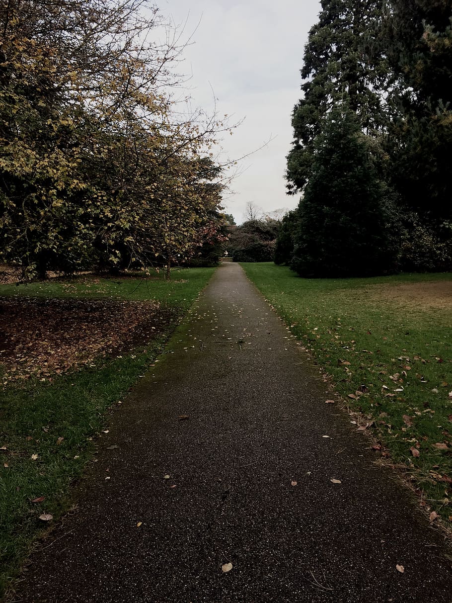 pathway, walk, garden, direction, the way forward, tree, plant HD wallpaper