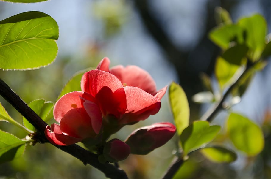 spring, tree, flower, blossom, red, leaves, tender, plant, growth HD wallpaper