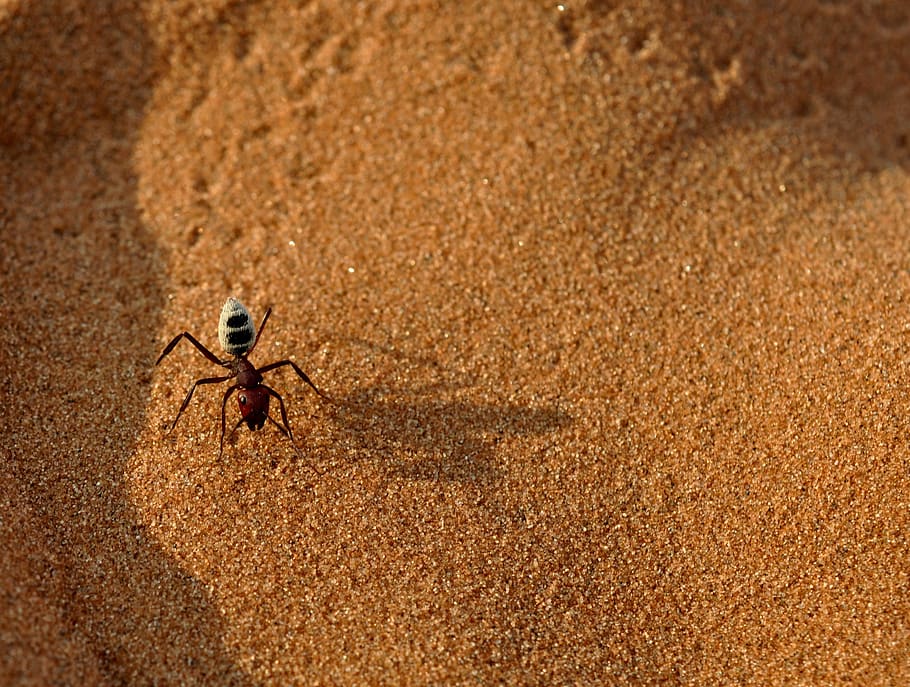 namibia, ant, insect, desert, animals in the wild, animal themes HD wallpaper