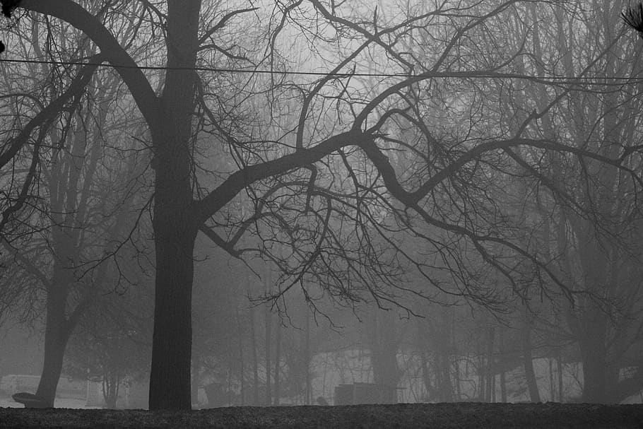 canada, blyth, trees, fog, bare tree, plant, trunk, tree trunk HD wallpaper