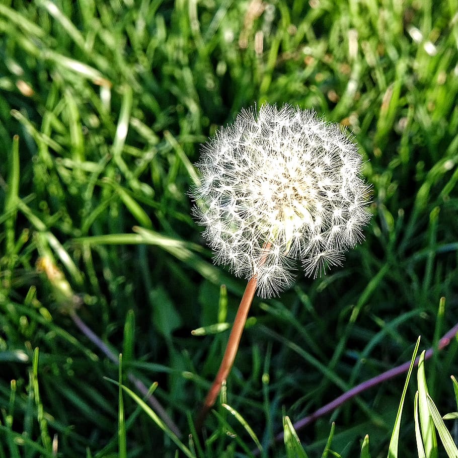 dandelion, flower, grass, green, white, plant, flowering plant HD wallpaper