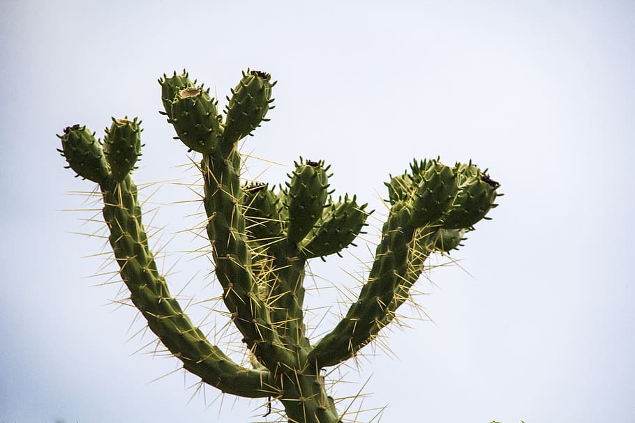 microscopic, plant, cactus, spikes, nature photography, outdoors, HD wallpaper