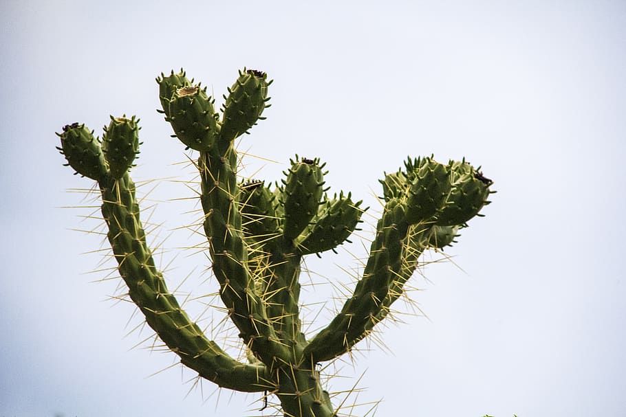 microscopic, plant, cactus, spikes, nature photography, outdoors HD wallpaper