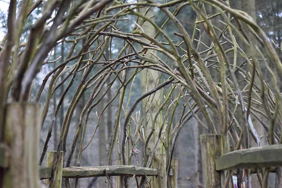 woods, trees, forest, nature, plant, no people, day, focus on foreground HD wallpaper