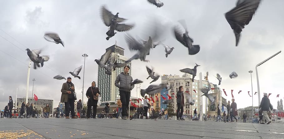 taksim square, turkey, istanbul, fly, dom, urban, birds, flying, HD wallpaper