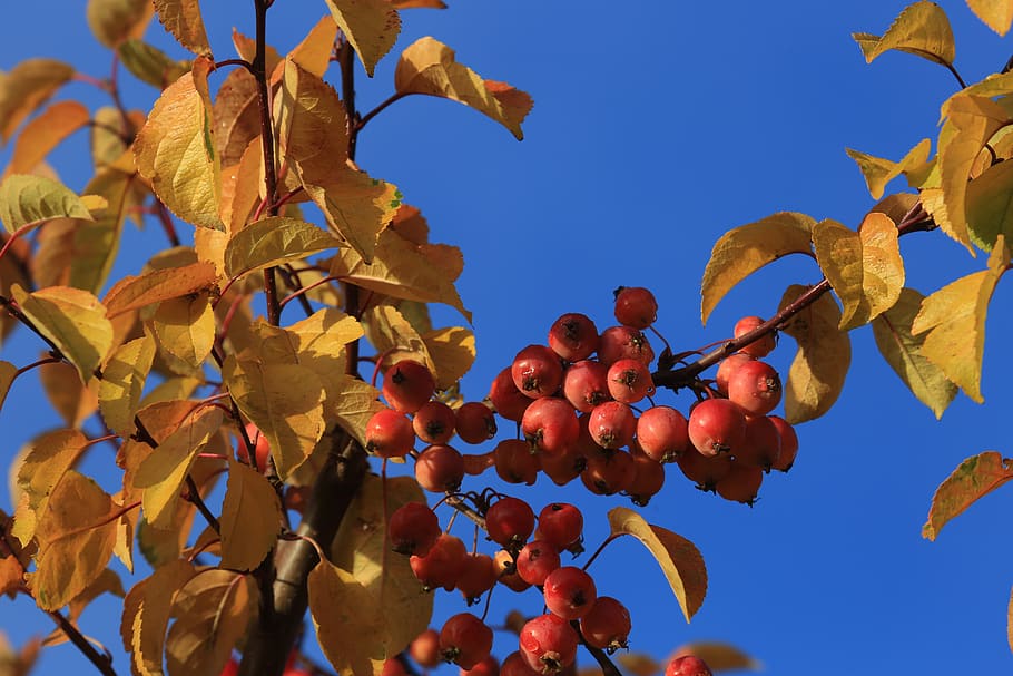 tree, apple, crab apple, autumn, blue, sky, healthy eating HD wallpaper