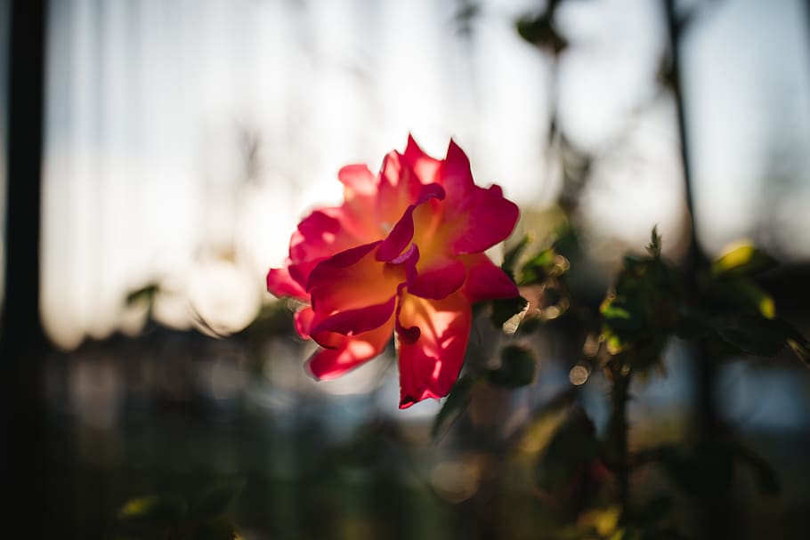 blooming red rose flower, flowering plant, beauty in nature, fragility HD wallpaper
