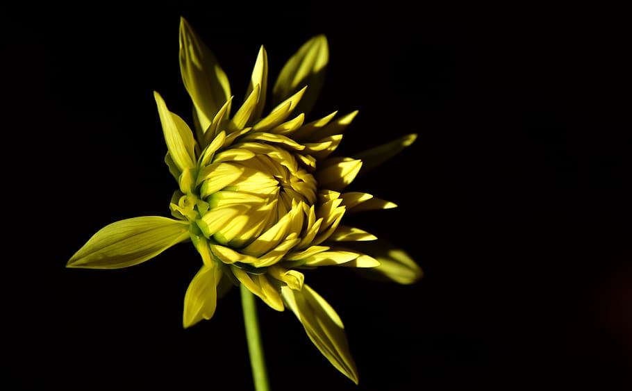 dahlia, bud, blossom, bloom, yellow, bright, erblühend, flower HD wallpaper