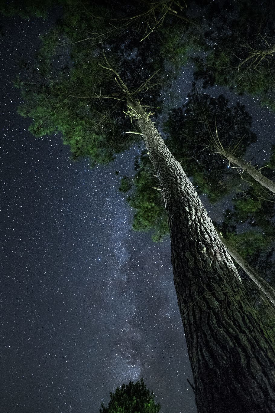 above photography of tall tree at night time, star, sky, light HD wallpaper