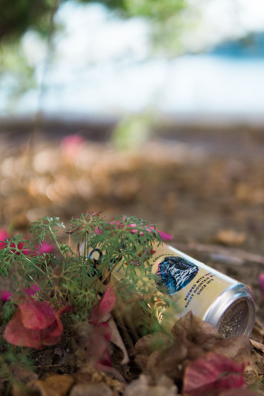 can, bush, dirt, forest, lake, trees, finance, business, selective focus HD wallpaper